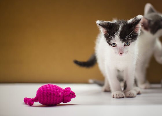 Cosmo